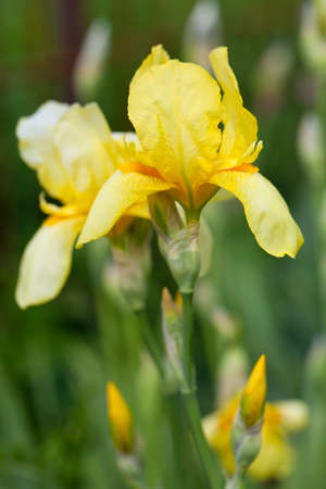 growing yellow iris flower