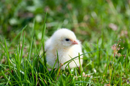 fluffy chicks on grassの写真素材