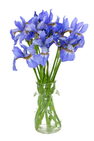 iris flowers in vase over whiteの写真素材