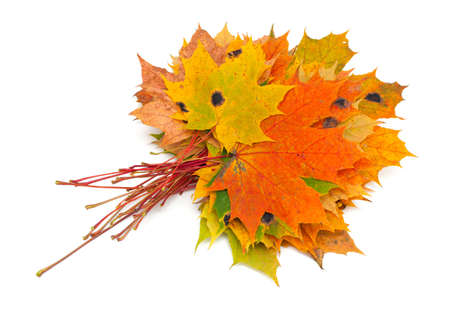 maple leafs isolated on wooden background