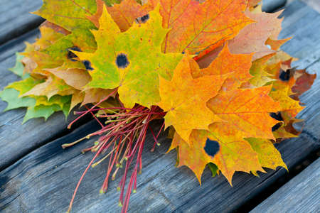 autumn maple leafs on wooden backgroundの写真素材