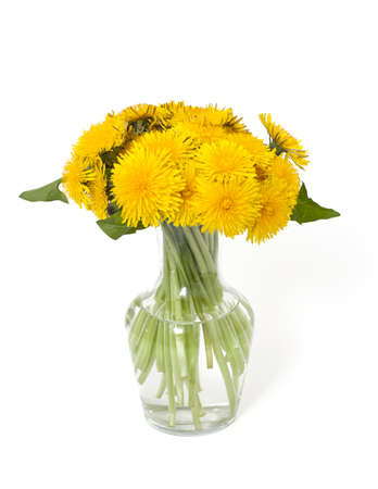 dandelions on whiteの写真素材