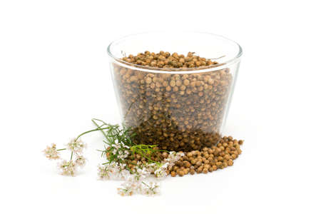 coriander seeds isolated on white backgroundの写真素材