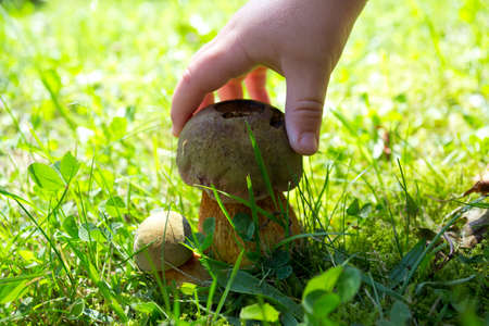 forest mushroomの写真素材