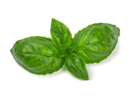 basil isolated on white backgroundの写真素材