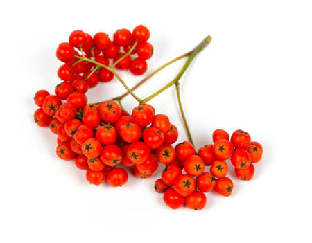 ripe rowan isolated on whiteの写真素材