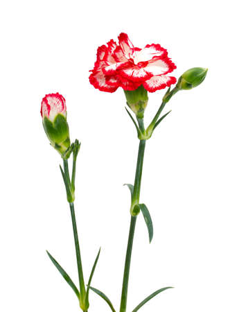beautiful pink carnations isolated on whiteの写真素材