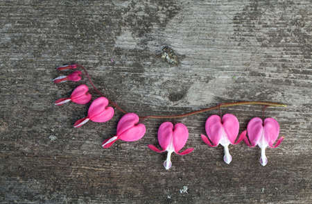 bleeding heart flower on wooden backgroundの写真素材