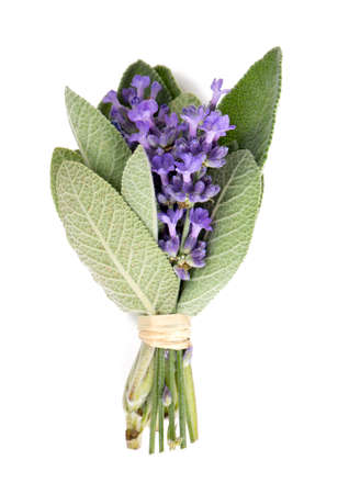 lavender and sage isolated on whiteの写真素材