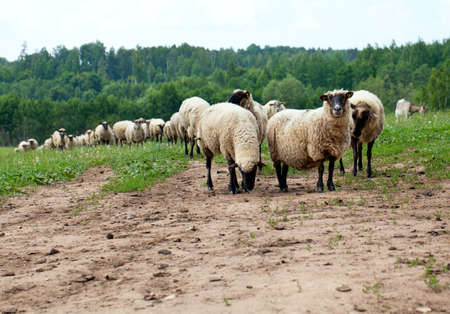 Herd of sheeps