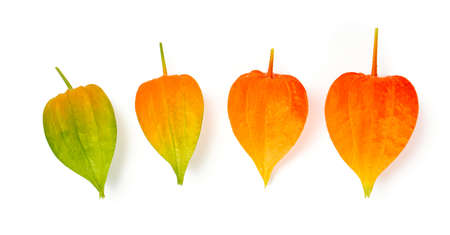 physalis isolated on white backgroundの写真素材