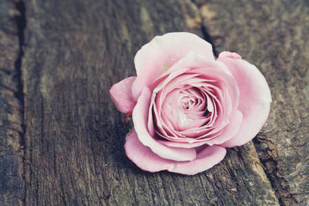 single purple rose on wooden surfaceの写真素材