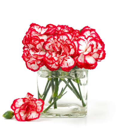 beautiful pink carnations isolated on whiteの写真素材