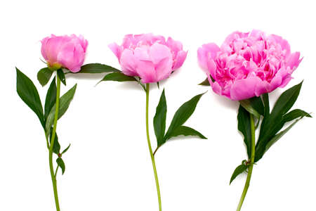 pink peonies isolated on whiteの写真素材