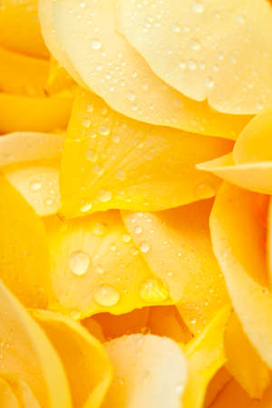yellow rose petals の写真素材