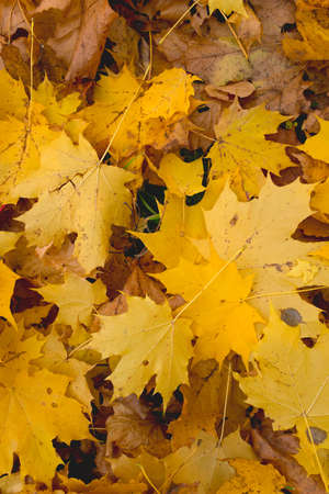 autumn leaf background