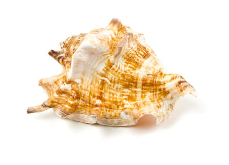 sea shell isolated on white