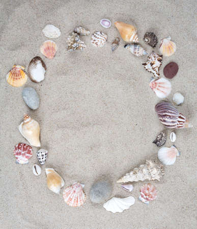 sea shells on sand and empty space for your text