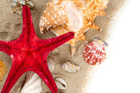sea shells on sand and empty space for your text
