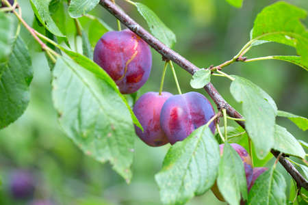 plums growingの写真素材