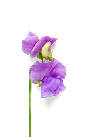lilac sweet pea isolated on white