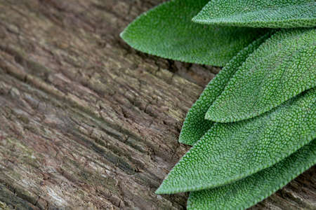 sage on wooden surfaceの写真素材