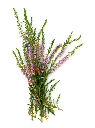 heather isolated on white backrgoundの写真素材