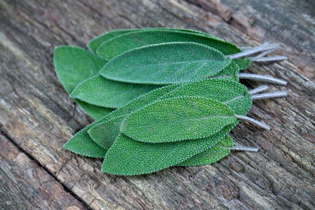 sage on wooden surfaceの写真素材