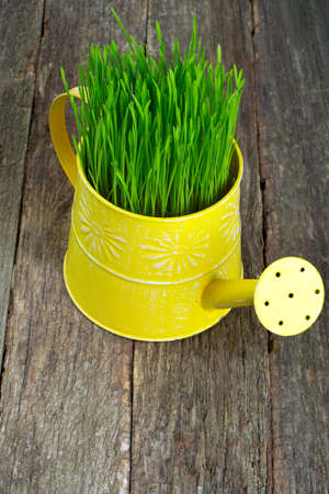 watering can with green grass on wooden surface
