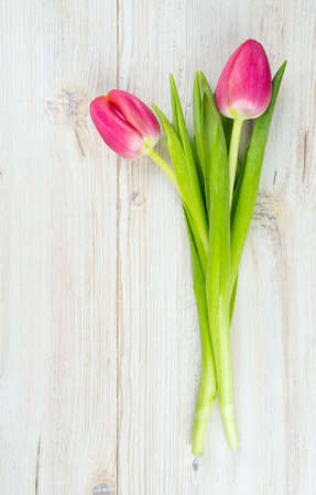 two pink tulips on white wooden surfaceの写真素材