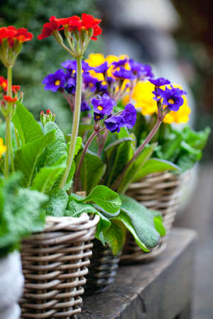 primula flowers in baskets on flower market
