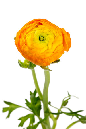 orange ranunculus isolated on white