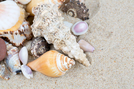 sea shells on sand and empty space for text