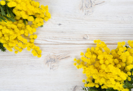 mimosa on white wooden background
