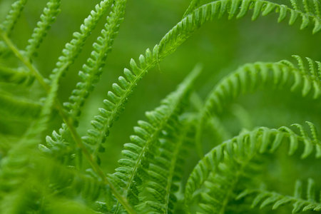 growing fern
