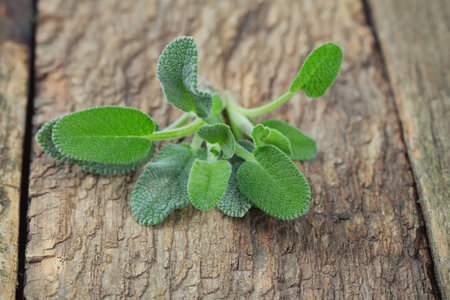 sage on a wooden surfaceの写真素材