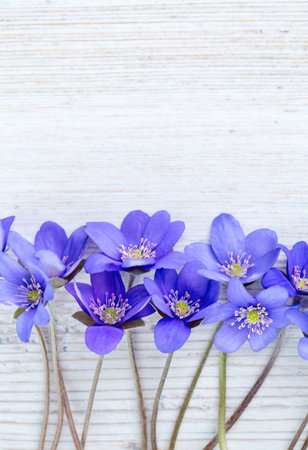 liverwort flowers on wooden surfaceの写真素材