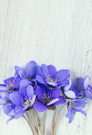 liverwort flowers on wooden surfaceの写真素材