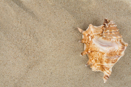 sea shells on sand and empty space for your text