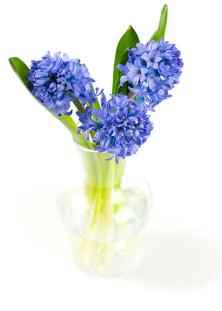 blue hyacinth in a glass vase isolated on whiteの写真素材