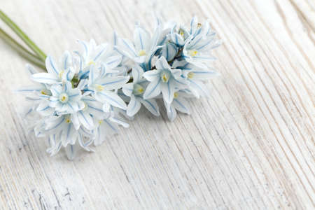 beautiful spring flowers on wooden surface