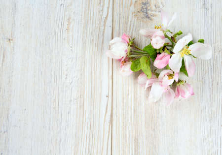 apple blossoms on white wooden surfaceの写真素材