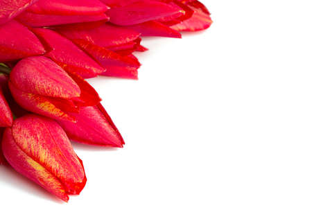 bunch of tulips over whiteの写真素材