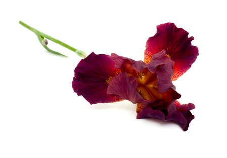 brown iris isolated on white 