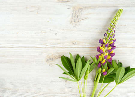 lupine on white wooden backgroundの写真素材
