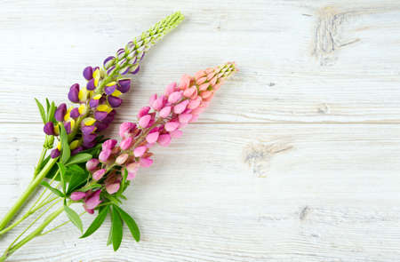 lupine on white wooden の写真素材