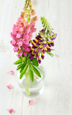 lupine in glass vase over white wooden の写真素材