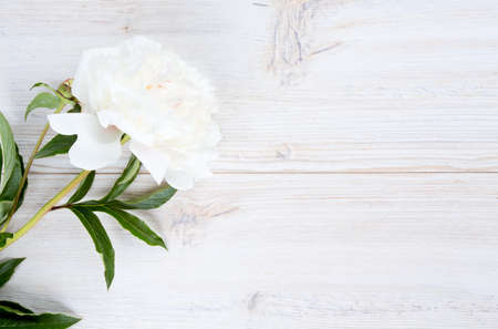 colorful peonies on white wooden surfaceの写真素材