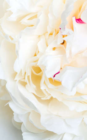 close up of white peonyの写真素材
