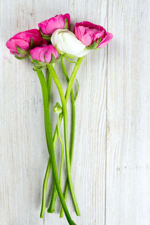 pink and red ranunculus on wooden table and copy-space for your textの写真素材